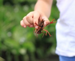 外来生物