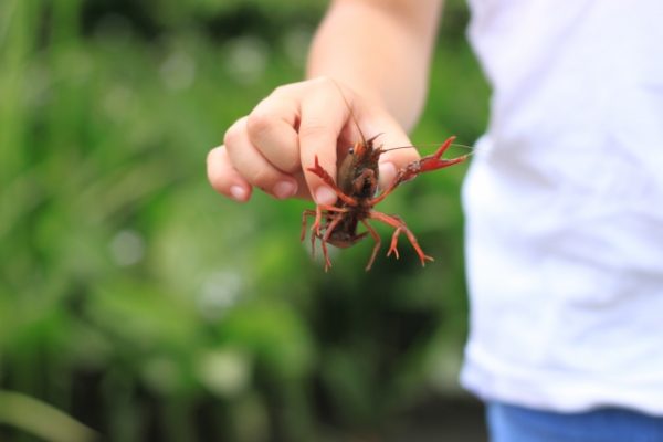 あなたの身近にいる外来生物について考えよう