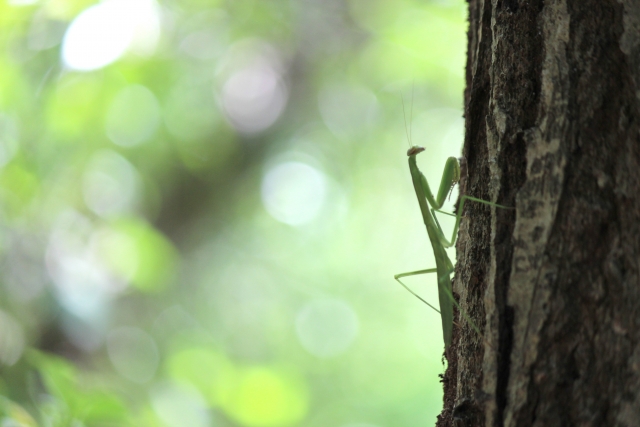 園庭にカマキリがいたらいいのに･･･子ども達の希望をかなえるには？ビオトープづくり