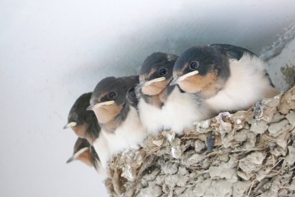 野鳥のヒナを拾わないで！巣立ちビナ