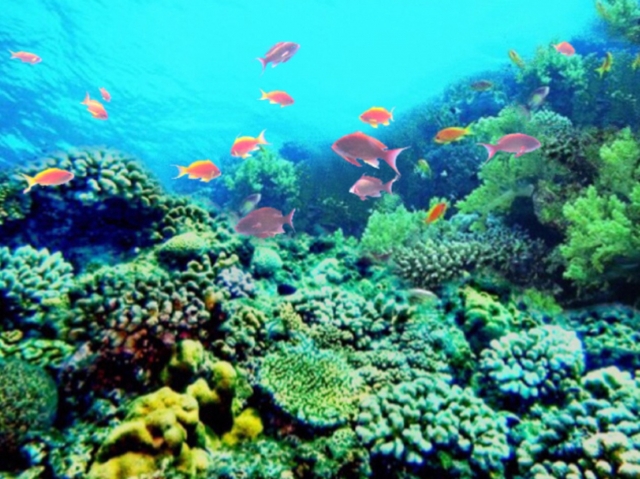 サンゴ礁が白くなる 白化現象 の原因は 四谷学院こども環境管理士講座 公式ブログ